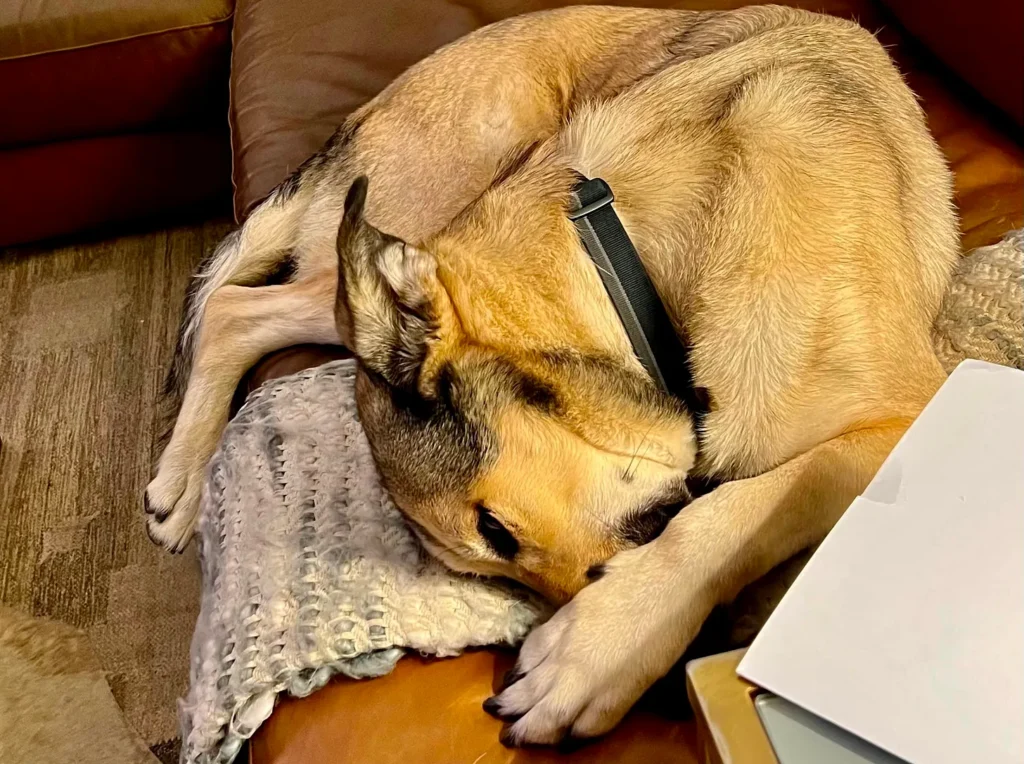 Dog sleeping curled up on a couch